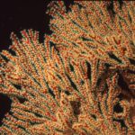 Photo weather forecasts